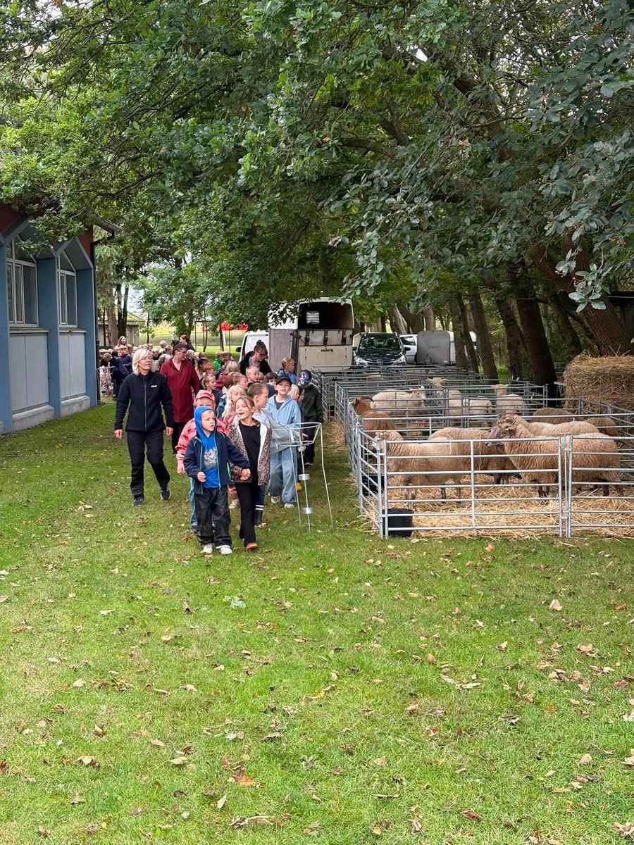 Skoleelever går forbi fårefolden i det grønne